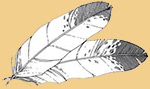 Two Feathers
